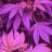 Homegrower88