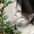 SpaceCat