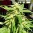 GreenMtnMan