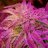 SouthernGrow