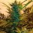 Growingwithnature420