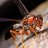 Redwasp