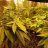 Matty420
