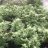 Happygrower456