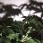 LosTweed