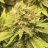 Toker1