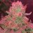 Sugarleaf