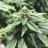 BudBoy2